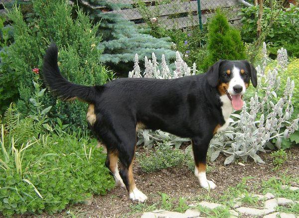 https://images.dog.ceo/breeds/entlebucher/n02108000_3249.jpg