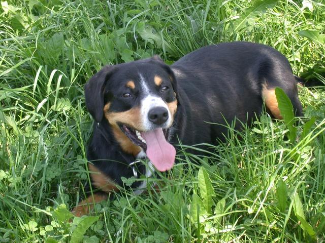 https://images.dog.ceo/breeds/entlebucher/n02108000_3296.jpg