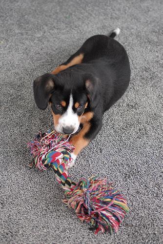 https://images.dog.ceo/breeds/entlebucher/n02108000_3299.jpg