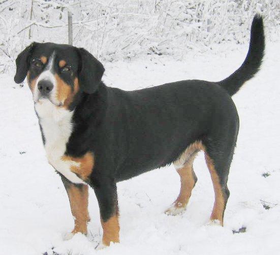 https://images.dog.ceo/breeds/entlebucher/n02108000_3305.jpg