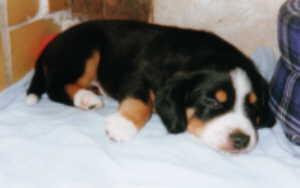 https://images.dog.ceo/breeds/entlebucher/n02108000_3306.jpg