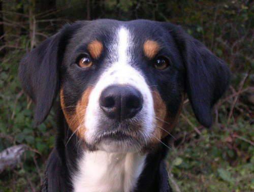 https://images.dog.ceo/breeds/entlebucher/n02108000_339.jpg