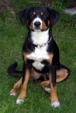 https://images.dog.ceo/breeds/entlebucher/n02108000_3424.jpg