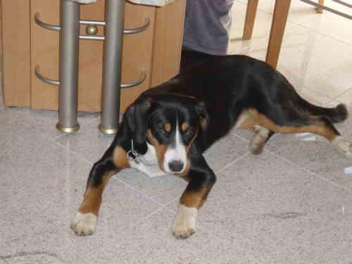 https://images.dog.ceo/breeds/entlebucher/n02108000_3457.jpg