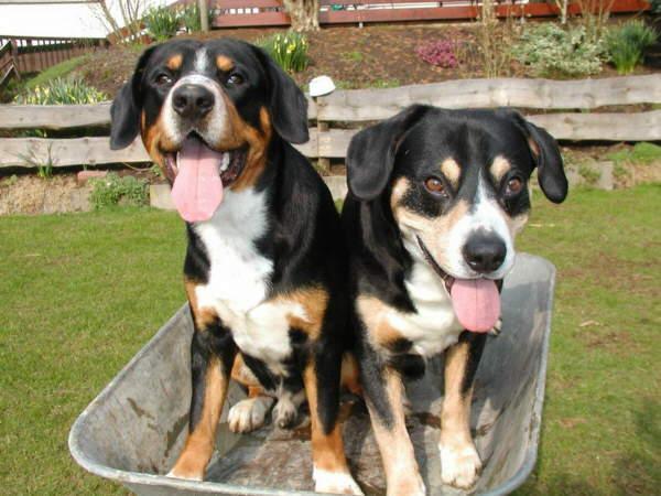 https://images.dog.ceo/breeds/entlebucher/n02108000_3491.jpg