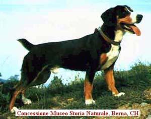 https://images.dog.ceo/breeds/entlebucher/n02108000_3497.jpg