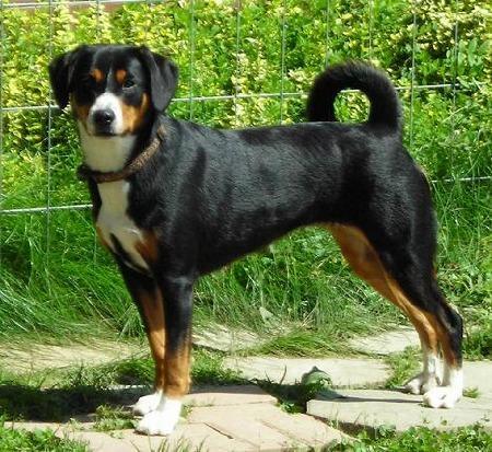 https://images.dog.ceo/breeds/entlebucher/n02108000_3500.jpg