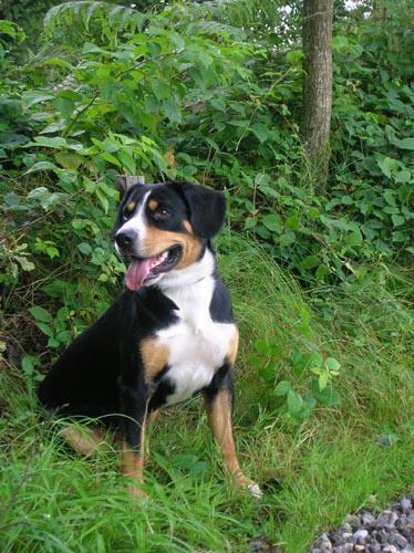 https://images.dog.ceo/breeds/entlebucher/n02108000_3514.jpg