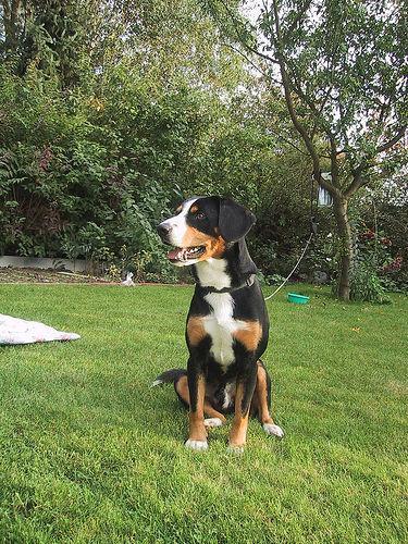 https://images.dog.ceo/breeds/entlebucher/n02108000_355.jpg