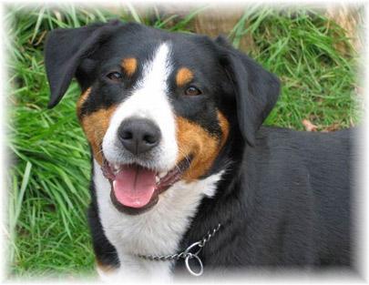 https://images.dog.ceo/breeds/entlebucher/n02108000_3576.jpg