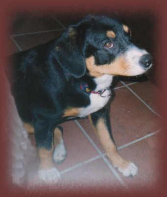 https://images.dog.ceo/breeds/entlebucher/n02108000_3594.jpg