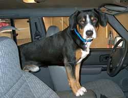 https://images.dog.ceo/breeds/entlebucher/n02108000_3635.jpg