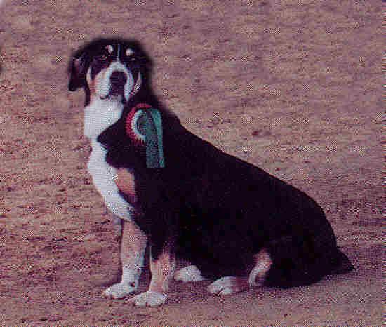 https://images.dog.ceo/breeds/entlebucher/n02108000_3636.jpg