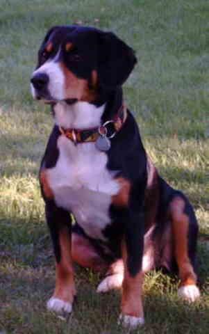 https://images.dog.ceo/breeds/entlebucher/n02108000_364.jpg