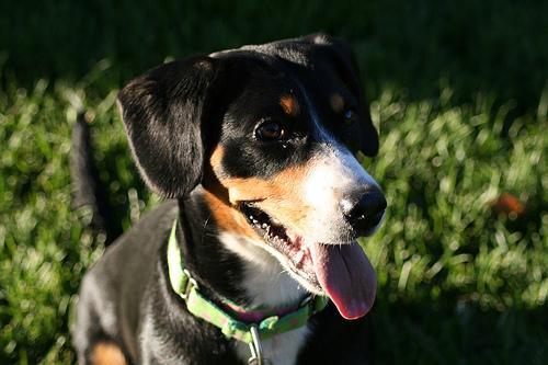 https://images.dog.ceo/breeds/entlebucher/n02108000_3672.jpg