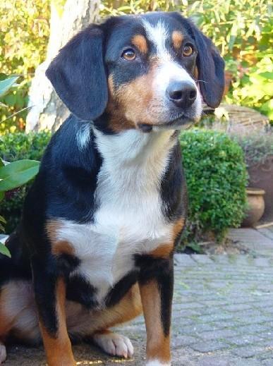 https://images.dog.ceo/breeds/entlebucher/n02108000_3682.jpg