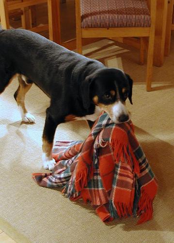 https://images.dog.ceo/breeds/entlebucher/n02108000_37.jpg