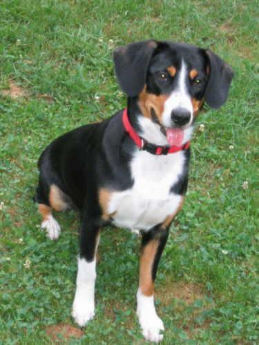 https://images.dog.ceo/breeds/entlebucher/n02108000_375.jpg