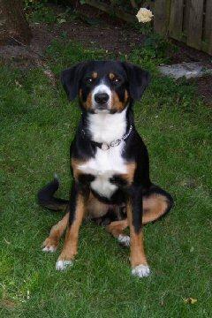 https://images.dog.ceo/breeds/entlebucher/n02108000_387.jpg