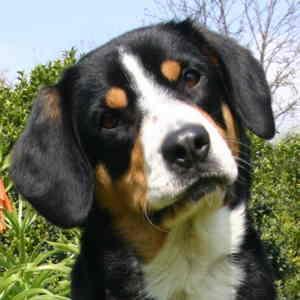 https://images.dog.ceo/breeds/entlebucher/n02108000_398.jpg