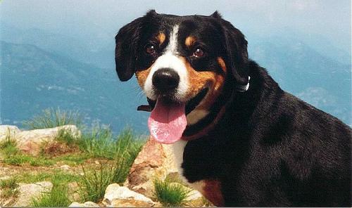 https://images.dog.ceo/breeds/entlebucher/n02108000_41.jpg