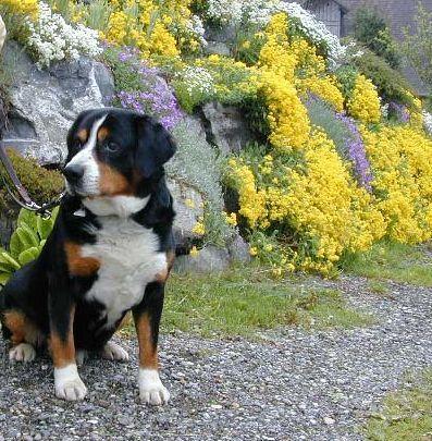 https://images.dog.ceo/breeds/entlebucher/n02108000_446.jpg