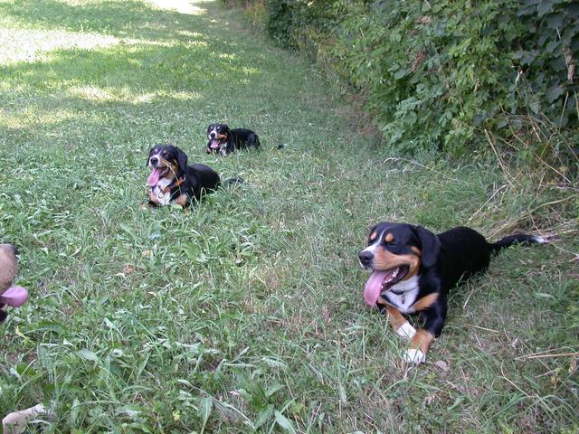 https://images.dog.ceo/breeds/entlebucher/n02108000_487.jpg