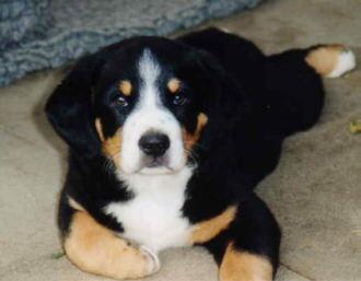 https://images.dog.ceo/breeds/entlebucher/n02108000_507.jpg