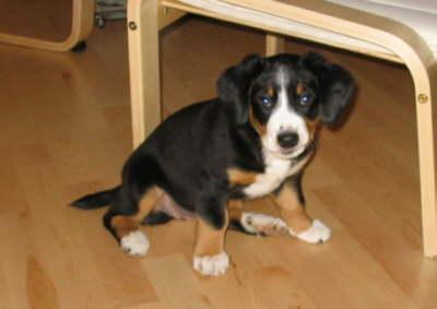 https://images.dog.ceo/breeds/entlebucher/n02108000_522.jpg