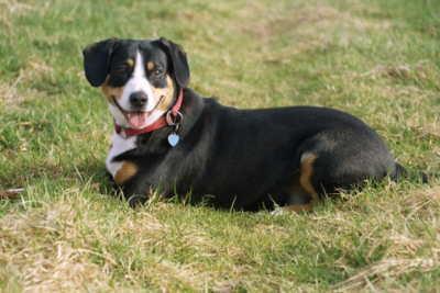 https://images.dog.ceo/breeds/entlebucher/n02108000_558.jpg