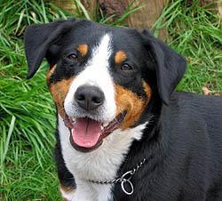 https://images.dog.ceo/breeds/entlebucher/n02108000_569.jpg