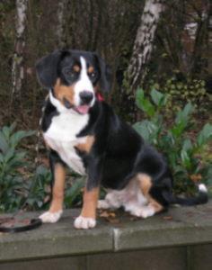 https://images.dog.ceo/breeds/entlebucher/n02108000_619.jpg