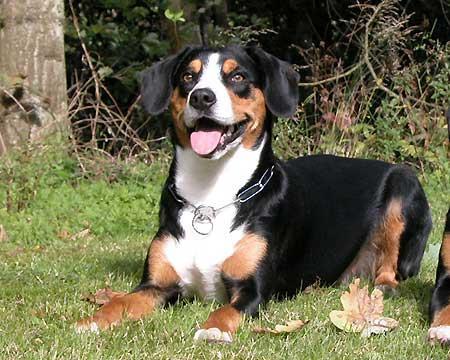 https://images.dog.ceo/breeds/entlebucher/n02108000_620.jpg