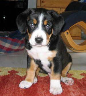 https://images.dog.ceo/breeds/entlebucher/n02108000_654.jpg