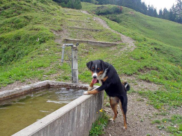 https://images.dog.ceo/breeds/entlebucher/n02108000_66.jpg