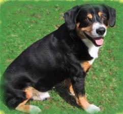 https://images.dog.ceo/breeds/entlebucher/n02108000_689.jpg