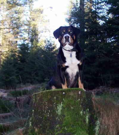 https://images.dog.ceo/breeds/entlebucher/n02108000_710.jpg