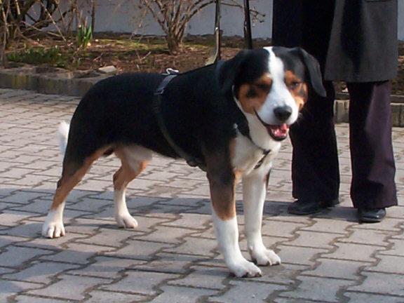 https://images.dog.ceo/breeds/entlebucher/n02108000_716.jpg