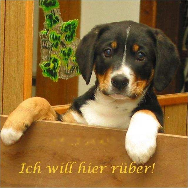 https://images.dog.ceo/breeds/entlebucher/n02108000_729.jpg