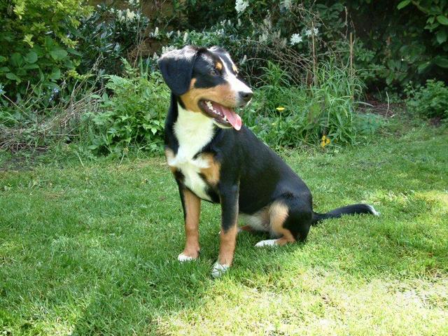 https://images.dog.ceo/breeds/entlebucher/n02108000_748.jpg