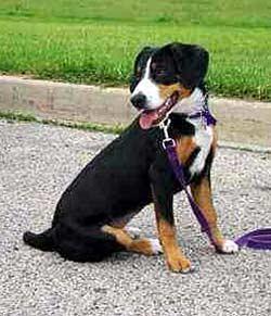 https://images.dog.ceo/breeds/entlebucher/n02108000_755.jpg