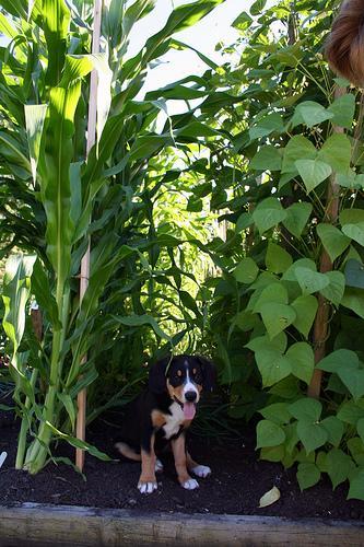 https://images.dog.ceo/breeds/entlebucher/n02108000_777.jpg