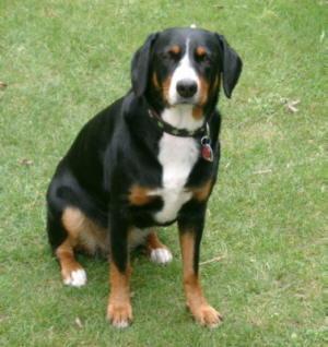 https://images.dog.ceo/breeds/entlebucher/n02108000_811.jpg