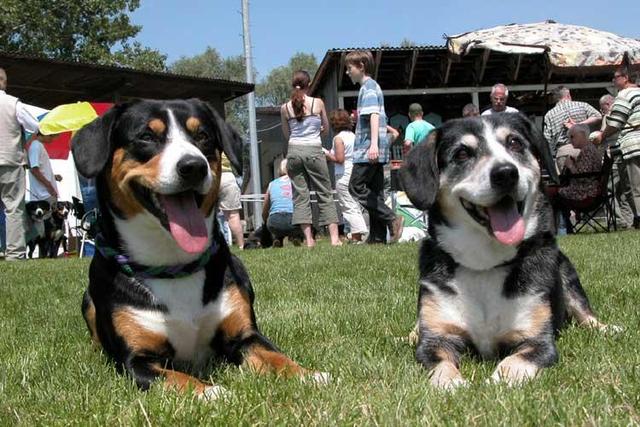 https://images.dog.ceo/breeds/entlebucher/n02108000_824.jpg