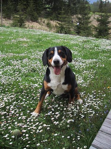 https://images.dog.ceo/breeds/entlebucher/n02108000_827.jpg