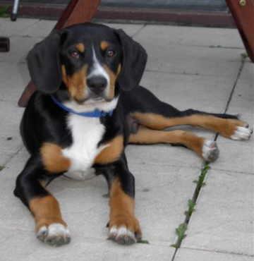 https://images.dog.ceo/breeds/entlebucher/n02108000_841.jpg