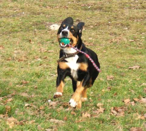 https://images.dog.ceo/breeds/entlebucher/n02108000_866.jpg