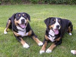 https://images.dog.ceo/breeds/entlebucher/n02108000_877.jpg