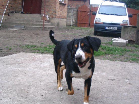 https://images.dog.ceo/breeds/entlebucher/n02108000_9.jpg