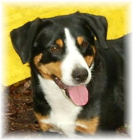 https://images.dog.ceo/breeds/entlebucher/n02108000_918.jpg